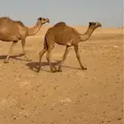 عشراء تحتها بكره رمانيه