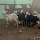 بهم حري ونجد ومشاريك