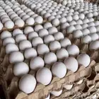 مورد بيض بلدي كارتون فقط