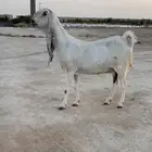 تم البيع