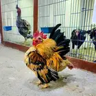 دجاج سيراما ماليزي