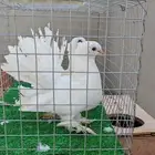 طبه رقاص