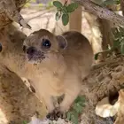 مطلوب وبران أليفه للبيع بحدود 400 وتحت