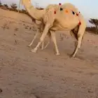 للبيع خلفه تحتها بكره تم البيييع