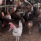 دجاج وديوك بلدي مشكلة محصنه