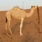 بكره العمر 8 شهور