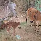 بقرة والد للبيع