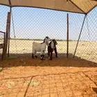 جفرتين ذبايح او مقنوي