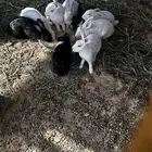 أرانب بلدي وفرنسي