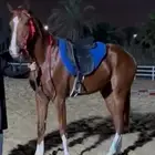 حصان ركوب للبيع