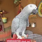 يوجد ببغاوات كاسكو للبيع