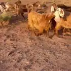 جفار مشاريك قبرصي مصري طقم فاااخرر
