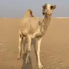 بكره شقحه قرينيه