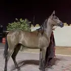 مهره شعبيه من فواخر الشعبيات