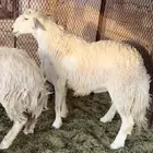 خروف حري رباع  تمم البيع