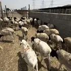 خرفان برابر عدد340راس البيع جمله570