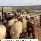 ذبائح ابو محمد حلالنا بلدي فقط نعيم ونجدي وحريات حياكم الله