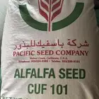 للبيع بذور باسفيك