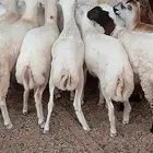 معنا رخيل بلدي رقم واحد معانا عنق بلدي مزايين طيبه معنا تيوس