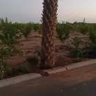 يوجد لديناء جميع انواع الشجار الزيتون المثمر