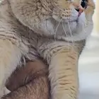 ذكر سكوتش فولد مستوى فاخر للتزاوج