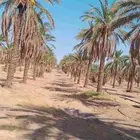 نخل للبيع سكري  نبتت علي العدد 500 سكري 300 نبتت علي