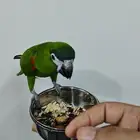 ميني مكاو العمر اقل من 8 شهور اليف جدا