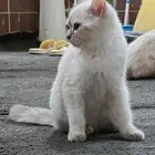 قط للبيع