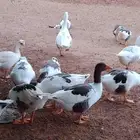 وز بلدي