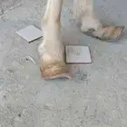 حافر حصان كبير 150 ريال تاجليم