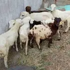 خرفان بلدي تربيه للبيع