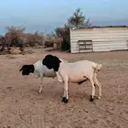 طليان بربري نظيييفه