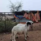 سواكن ابيض جذعان نظيفه