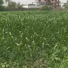 يوجد 3 قطع قصب البيع قصب فنان مره ما قدوطلع العذق
