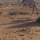 ناقه شقحا هديه لقحه له ست شهور