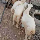 خرفان بلادي العدد 7 الموقع العيدابي