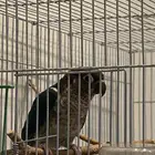 ببغاء كنيور تركواز يلو سايد