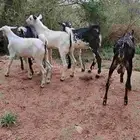 تيوس ولدي الاعمار من سته شهور الى خمسه شهور