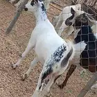 معنا عنق بلدي لباني رقم واحد معانا تيوس بلدي رقم واحد