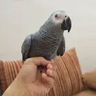 انثى كاسكو متكلمه