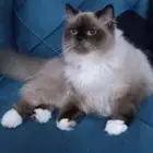 لوجه الله مستعجل ولا بخليه في الشارع قطه هملايا للتبني