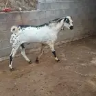 فحل بيشي فاخر صنف