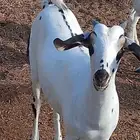 معنا عنق بلدي مزايين رقم واحد تيوس بلدي رقم واحد