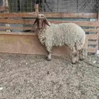 رخل نعيم