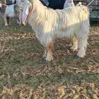 تيس فحل عارضي أبيض