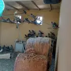 حمام بري