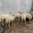 خرفان بلدي للبيع