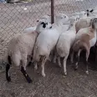 رخيل تيوس وعنق كباش