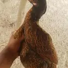 دجاجه مشجره للبيع