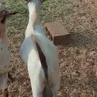 تيوس بلدي رخيل بلدي كباش بلدي